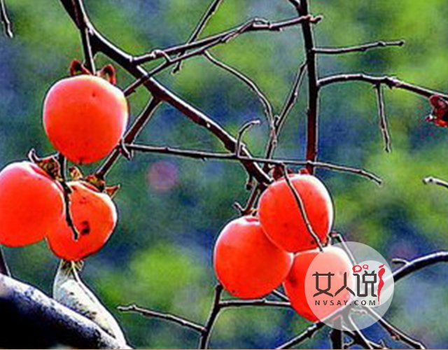 水果小知识：柿子的功效与作用你知道吗？