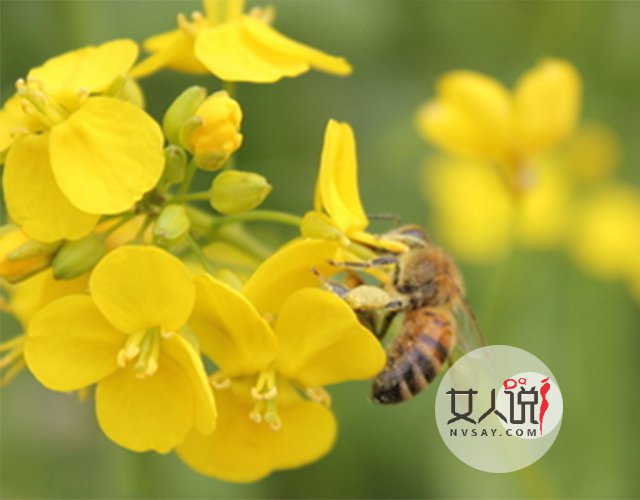 养生保健课堂开讲啦:经常喝蜂蜜水有什么好处?