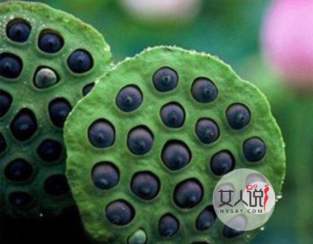 养生课堂开讲啦:莲子的功效与作用?