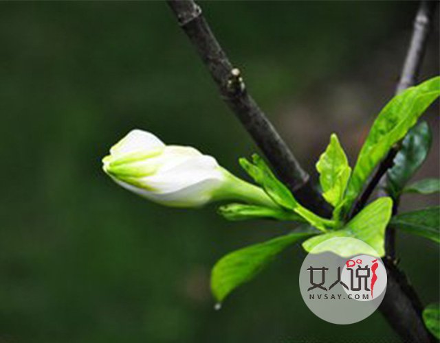 花类小百科:关于栀子花你不知道的事