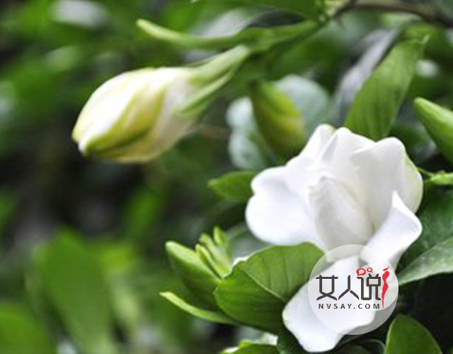 花类小百科:关于栀子花你不知道的事