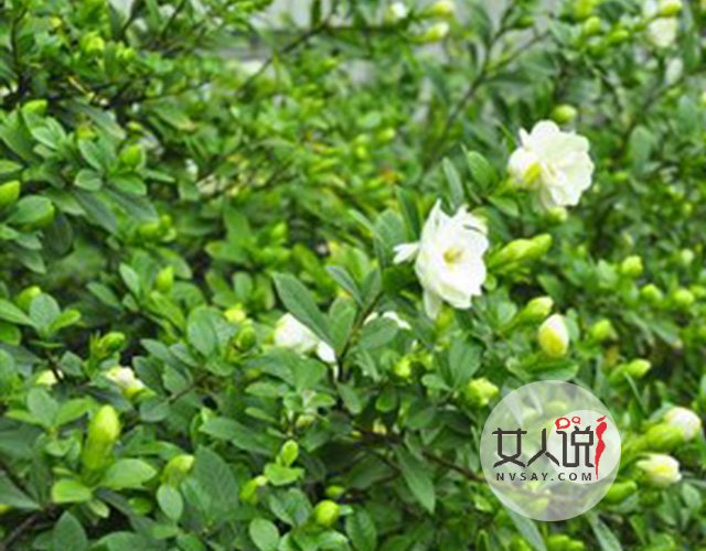 花类小百科:关于栀子花你不知道的事