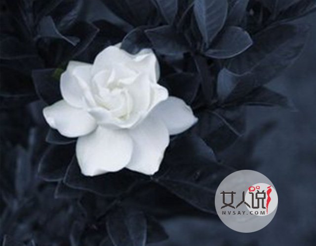 花类小百科:关于栀子花你不知道的事