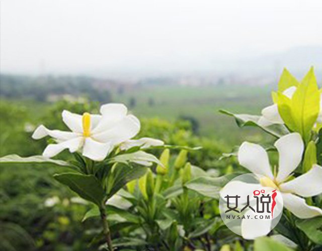 花类小百科:关于栀子花你不知道的事