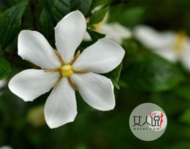 花类小百科:关于栀子花你不知道的事