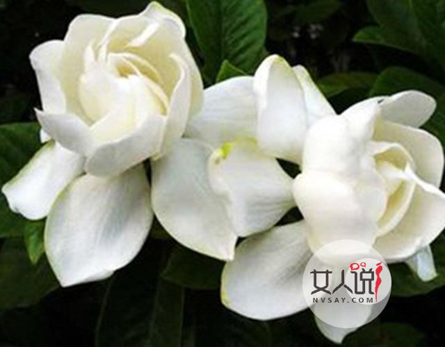 花类小百科:关于栀子花你不知道的事