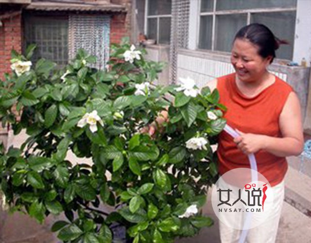 花类小百科:关于栀子花你不知道的事