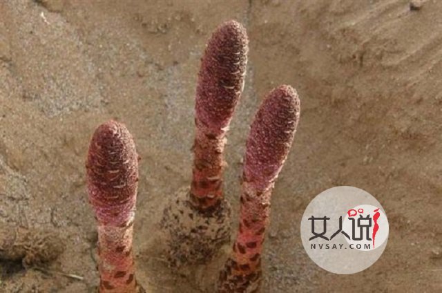 锁阳的功效与作用,传说中的“不老药”!