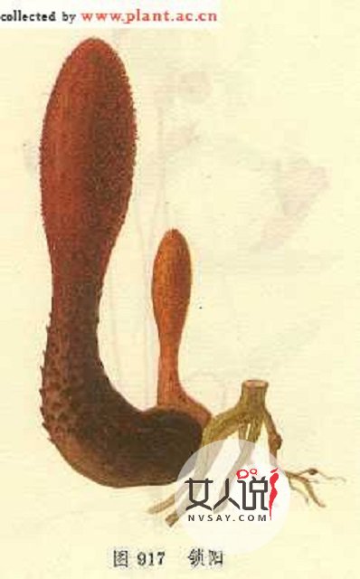 锁阳的功效与作用,传说中的“不老药”!