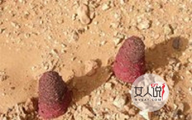 锁阳的功效与作用,传说中的“不老药”!