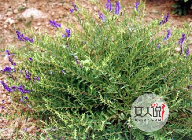 黄芩的功效与作用,日常须知学起来!