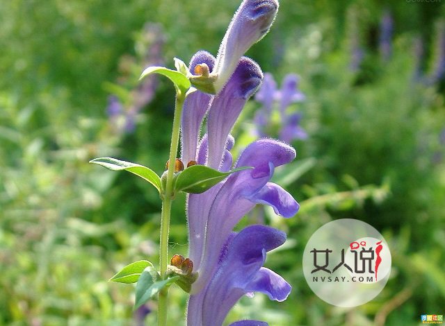黄芩的功效与作用,日常须知学起来!