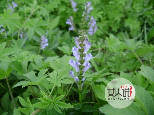 黄芩的功效与作用,日常须知学起来!