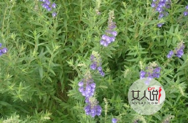 黄芩的功效与作用,日常须知学起来!