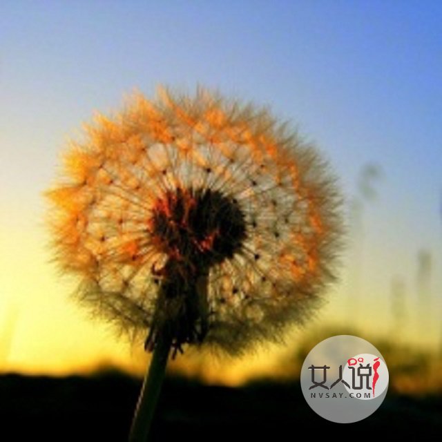 婆婆丁什么来的?蒲公英你总知道了吧!