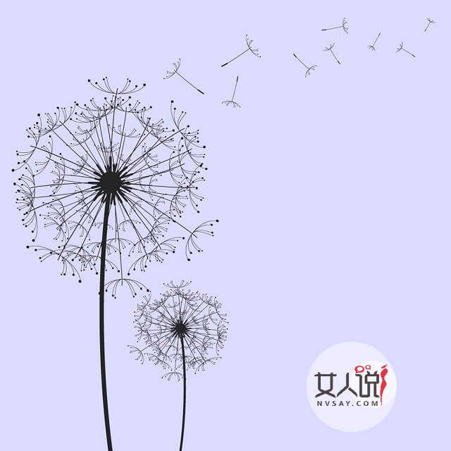 婆婆丁什么来的?蒲公英你总知道了吧!