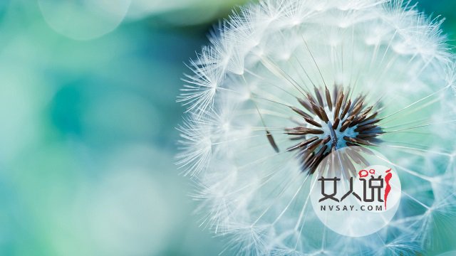 婆婆丁什么来的?蒲公英你总知道了吧!