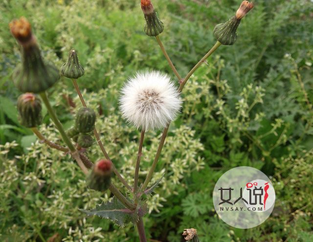 婆婆丁什么来的?蒲公英你总知道了吧!