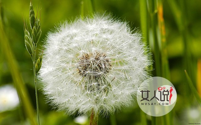 婆婆丁什么来的?蒲公英你总知道了吧!