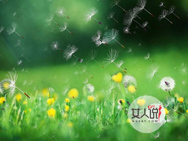 婆婆丁什么来的?蒲公英你总知道了吧!