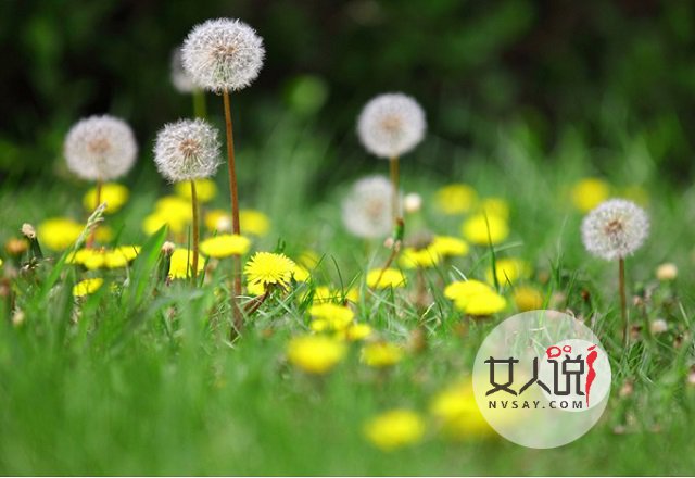 婆婆丁什么来的?蒲公英你总知道了吧!