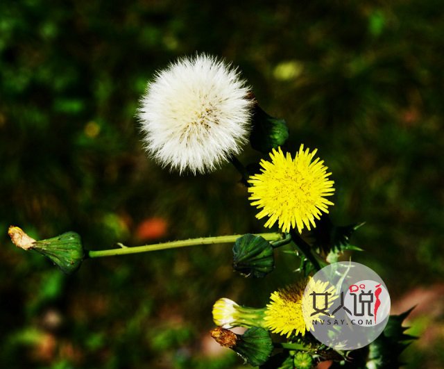 婆婆丁什么来的?蒲公英你总知道了吧!