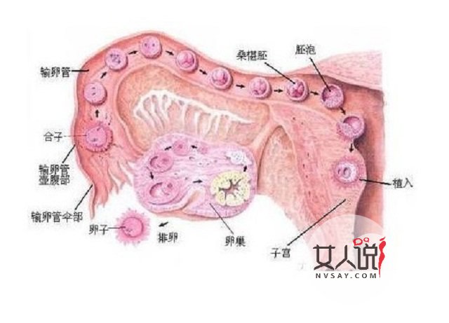 多囊卵巢综合症不是事?你摊上大事了!