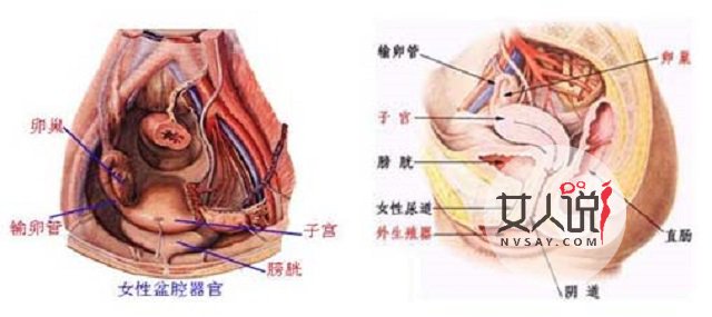 盆腔积液是怎么形成的?妇科小知识上线啦!
