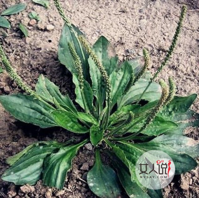 车前草的功效与作用不知道?田间随处可见的好药!