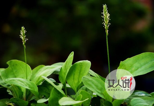 车前草的功效与作用不知道?田间随处可见的好药!