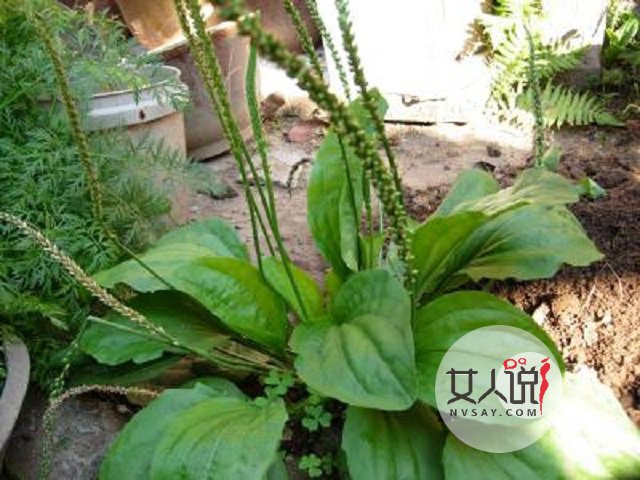 车前草的功效与作用不知道?田间随处可见的好药!