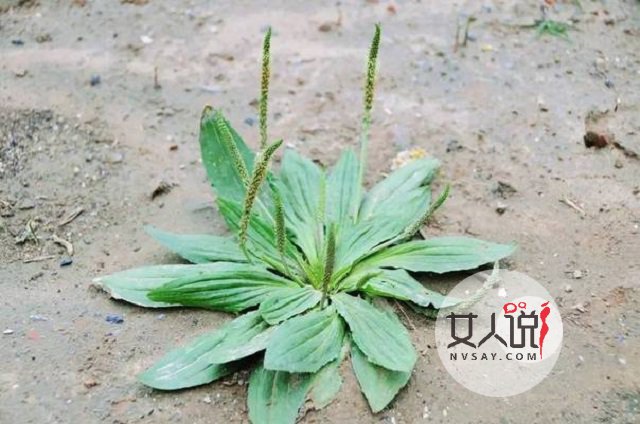 车前草的功效与作用不知道？田间随处可见的好药！