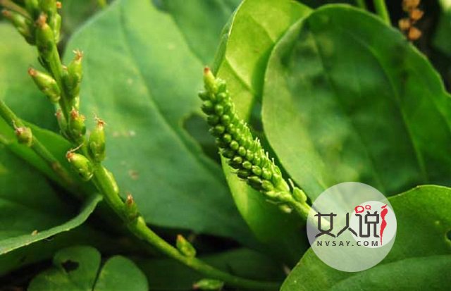 车前草的功效与作用不知道？田间随处可见的好药！