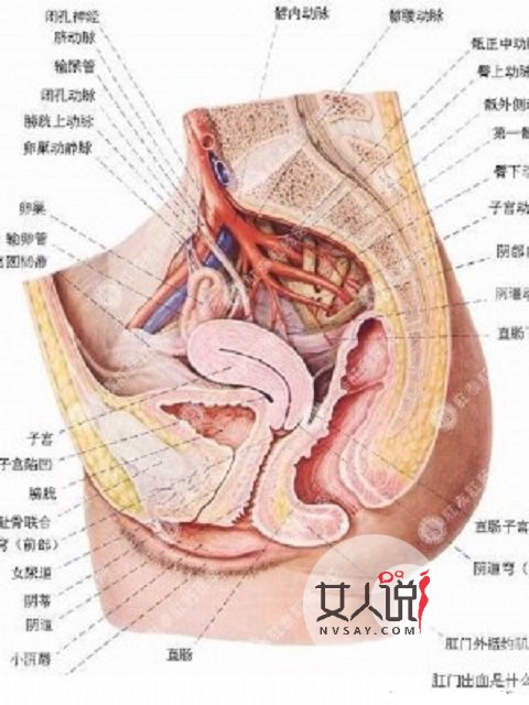 肛门出血吓一跳?“对号入座”寻病因!