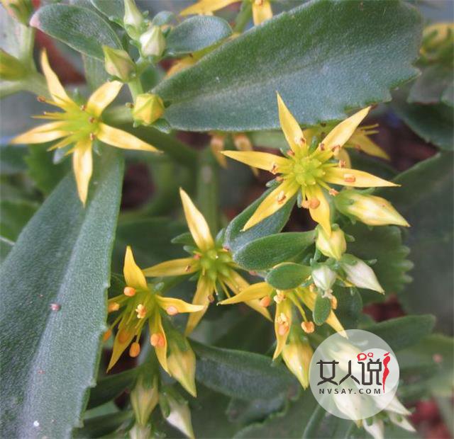 救心菜是什么菜?真的可以救“心”吗?