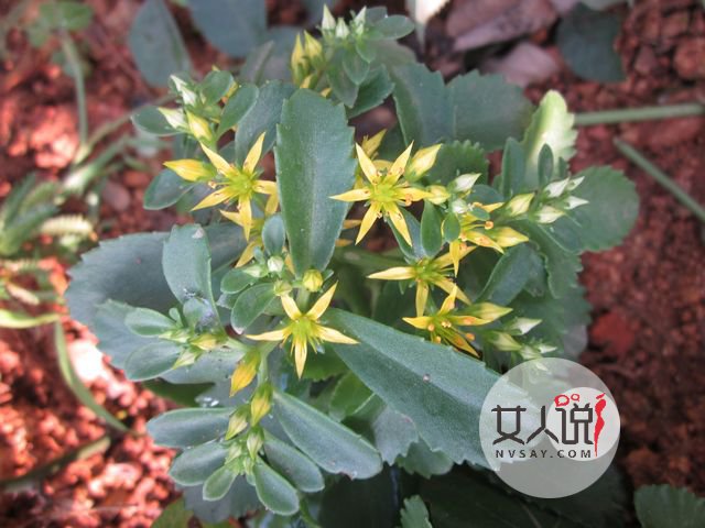 救心菜是什么菜?真的可以救“心”吗?