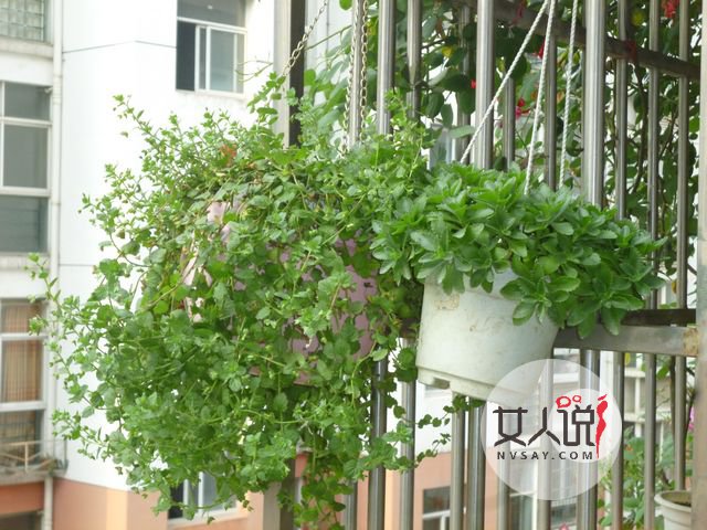 救心菜是什么菜?真的可以救“心”吗?