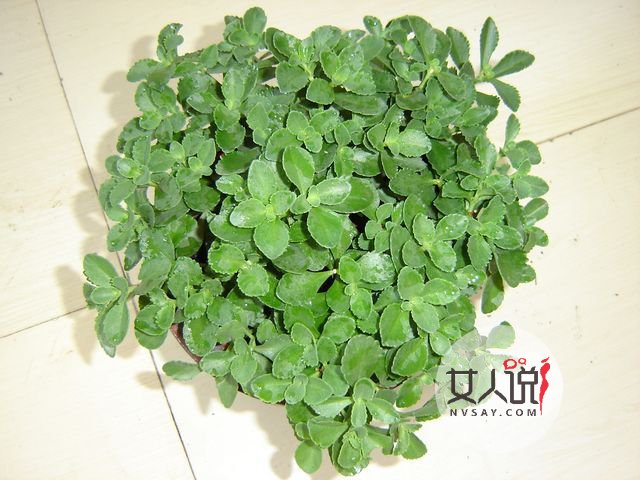 救心菜是什么菜?真的可以救“心”吗?