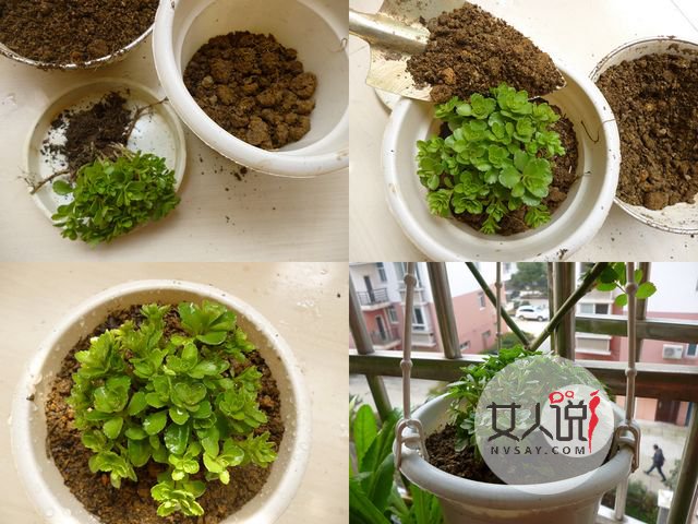 救心菜是什么菜?真的可以救“心”吗?