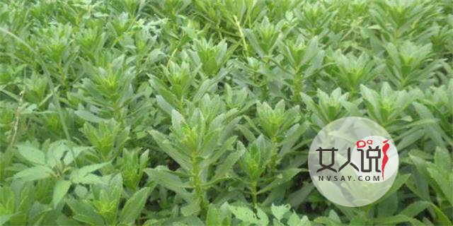 救心菜是什么菜?真的可以救“心”吗?