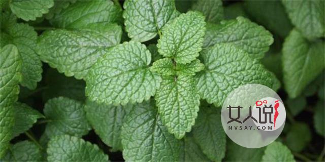 救心菜是什么菜?真的可以救“心”吗?