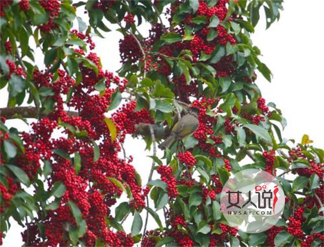 五味子功效多多，但不要盲目试用！