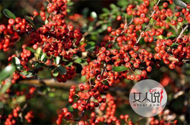 五味子功效多多，但不要盲目试用！
