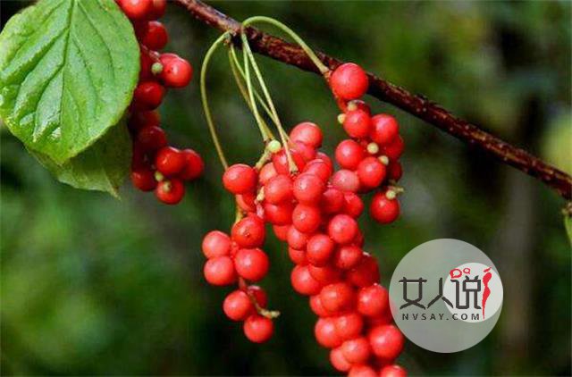 五味子功效多多，但不要盲目试用！