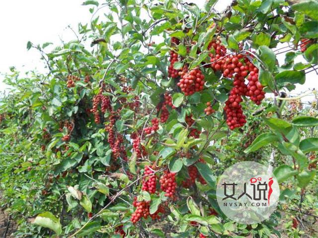 五味子功效多多，但不要盲目试用！