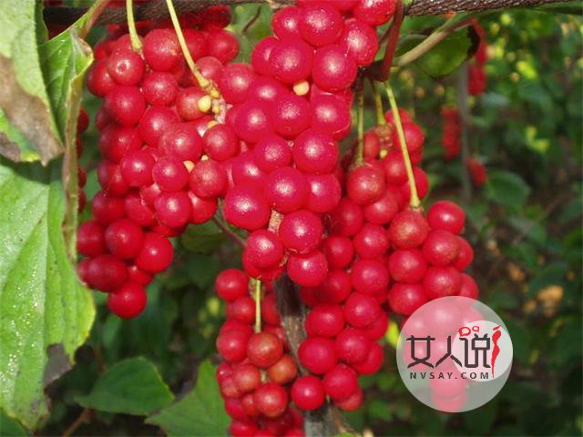 五味子功效多多，但不要盲目试用！