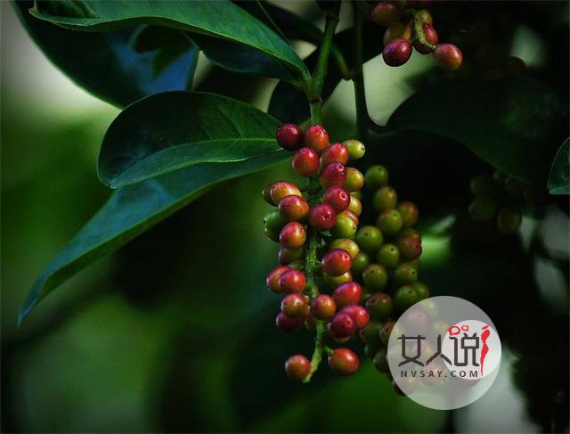 五味子功效多多，但不要盲目试用！