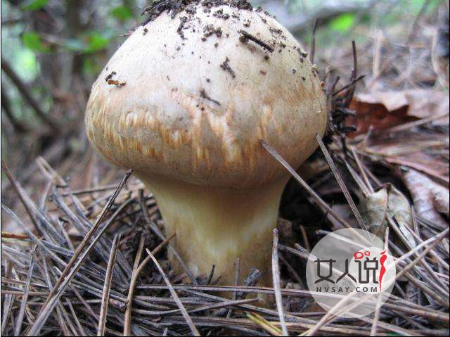 松茸知识大普及,想了解的看这里!