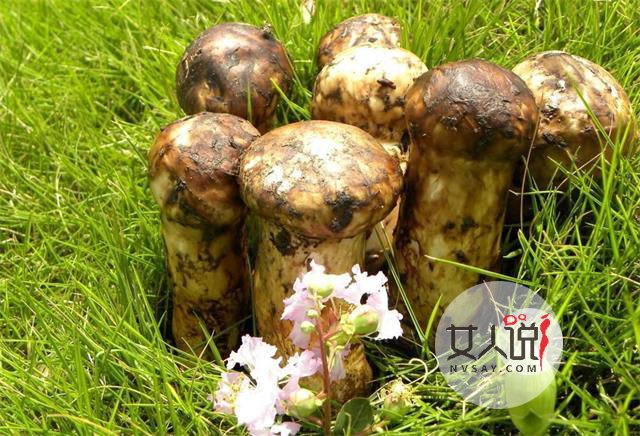 松茸知识大普及,想了解的看这里!