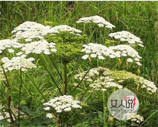 白芷是什么?白芷的功效与作用你知道吗?